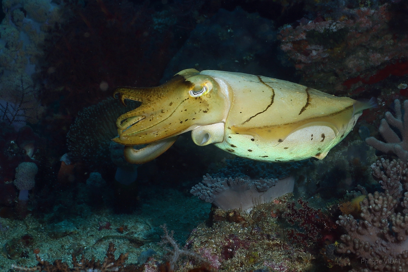 Raja Ampat 2016 - Sepia latimanus - Broadclub cuttlefish - Seiche - IMG_5698_rc.jpg